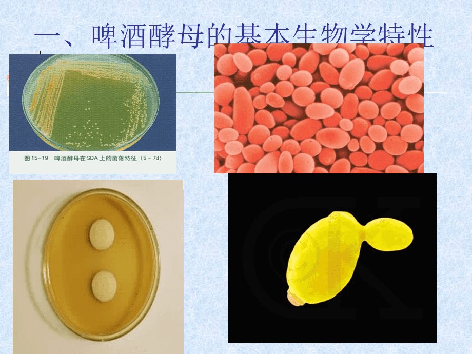 啤酒酵母菌的擴大培養(yǎng) 從實驗室到發(fā)酵罐
